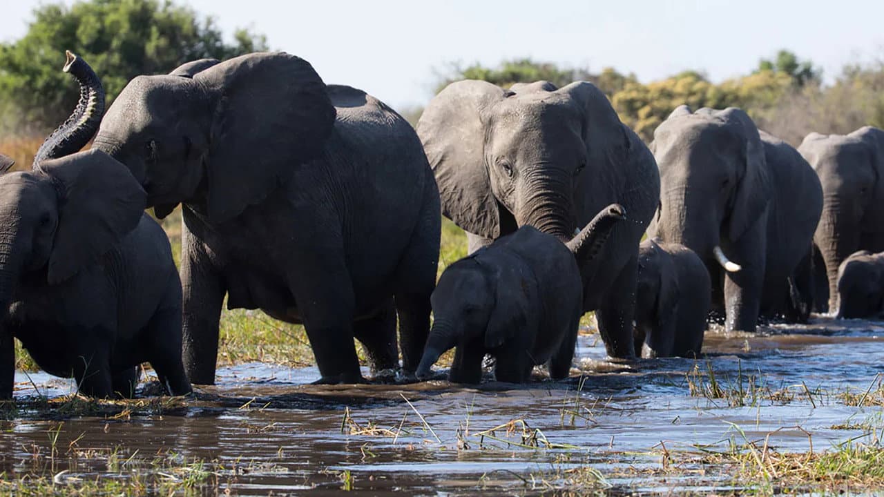 Éléphants