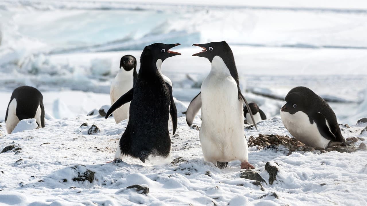 Pingouins