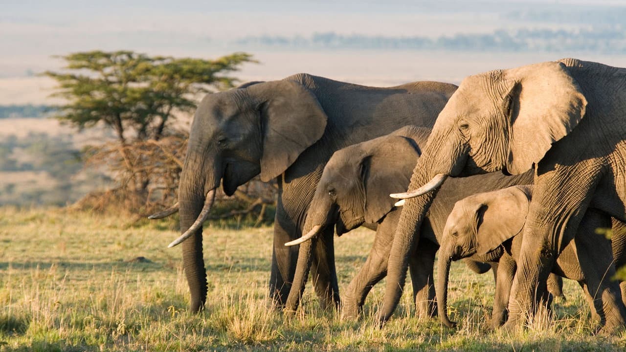 Éléphants