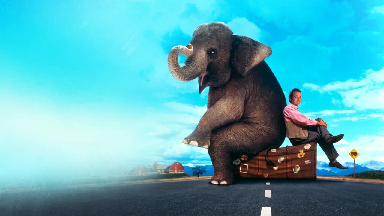 Un éléphant sur les bras