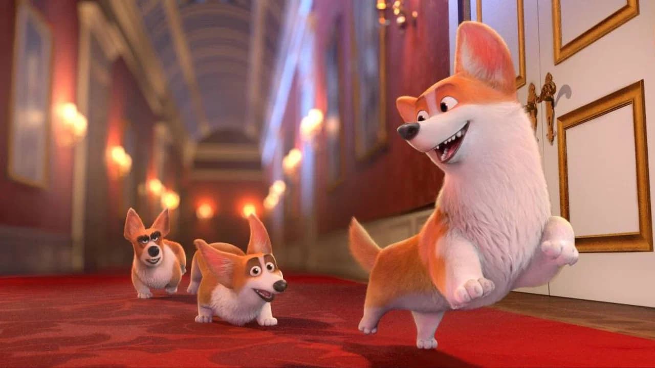 Royal Corgi