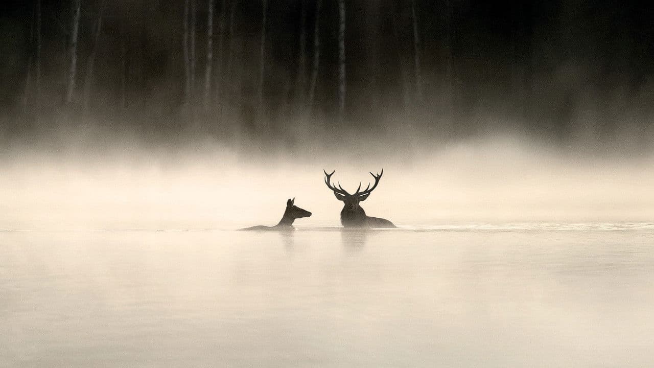 Le chant des forêts