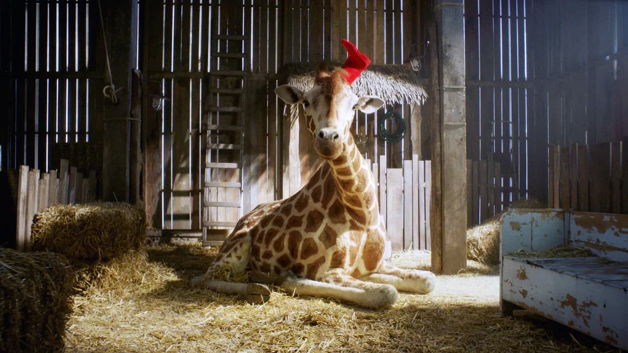 Raf, ma girafe
