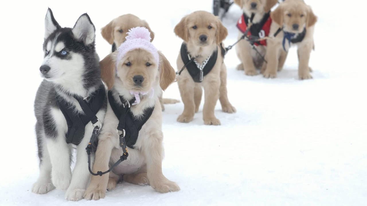 Les Copains des neiges