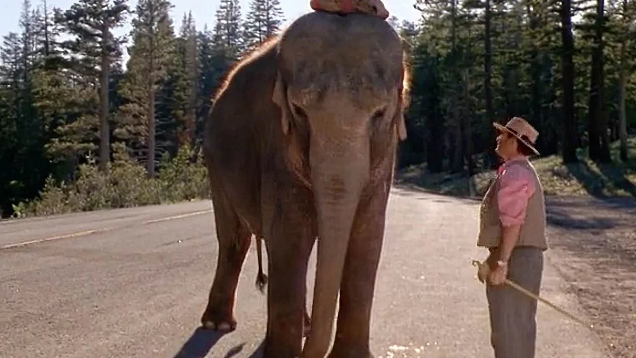 Un éléphant sur les bras