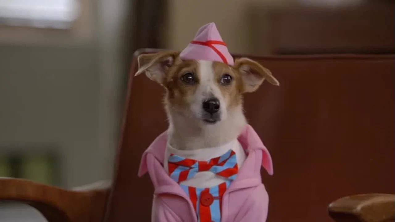 Les Chiots Noël, la relève est arrivée