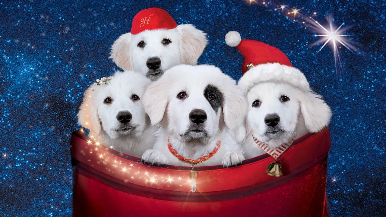 Les Chiots Noël, la relève est arrivée