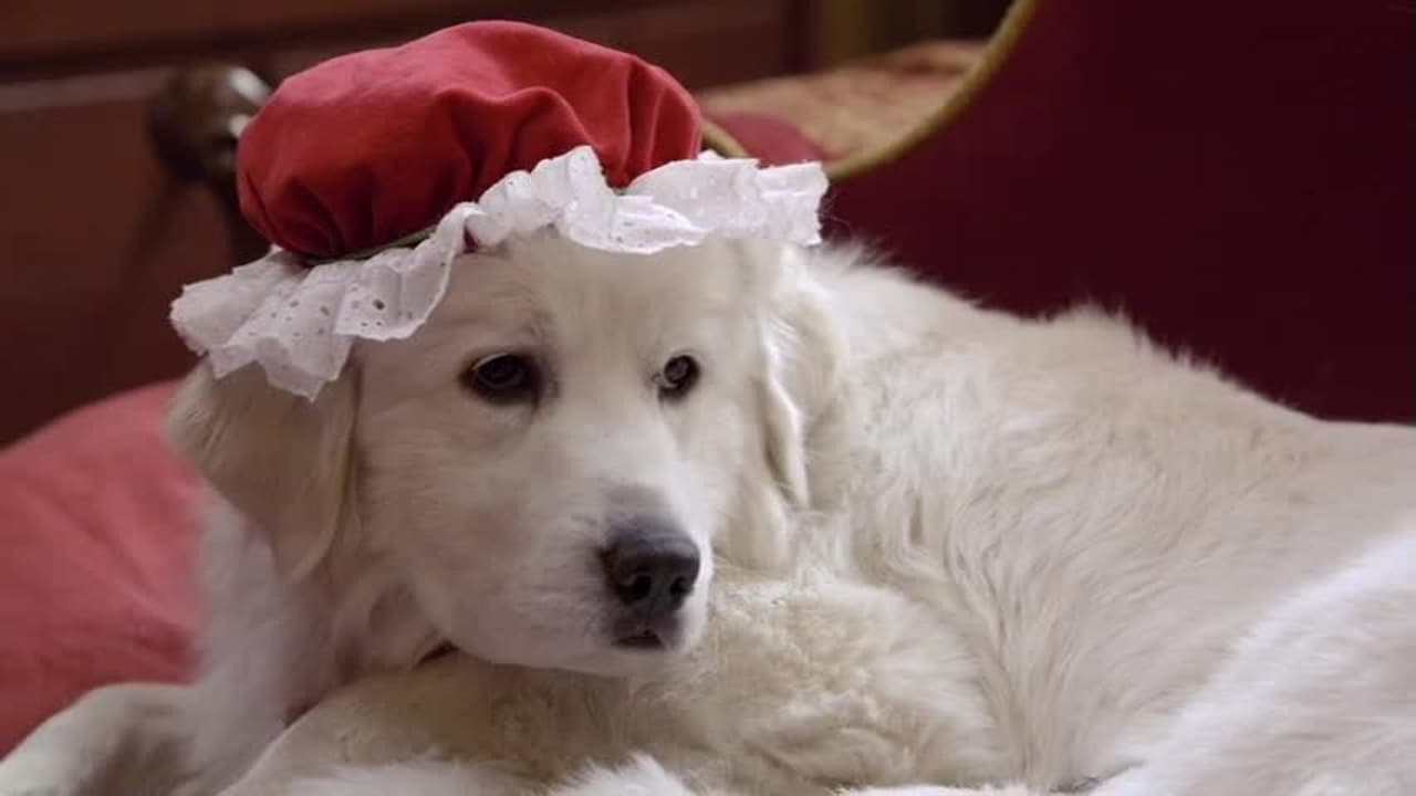 Les Chiots Noël, la relève est arrivée