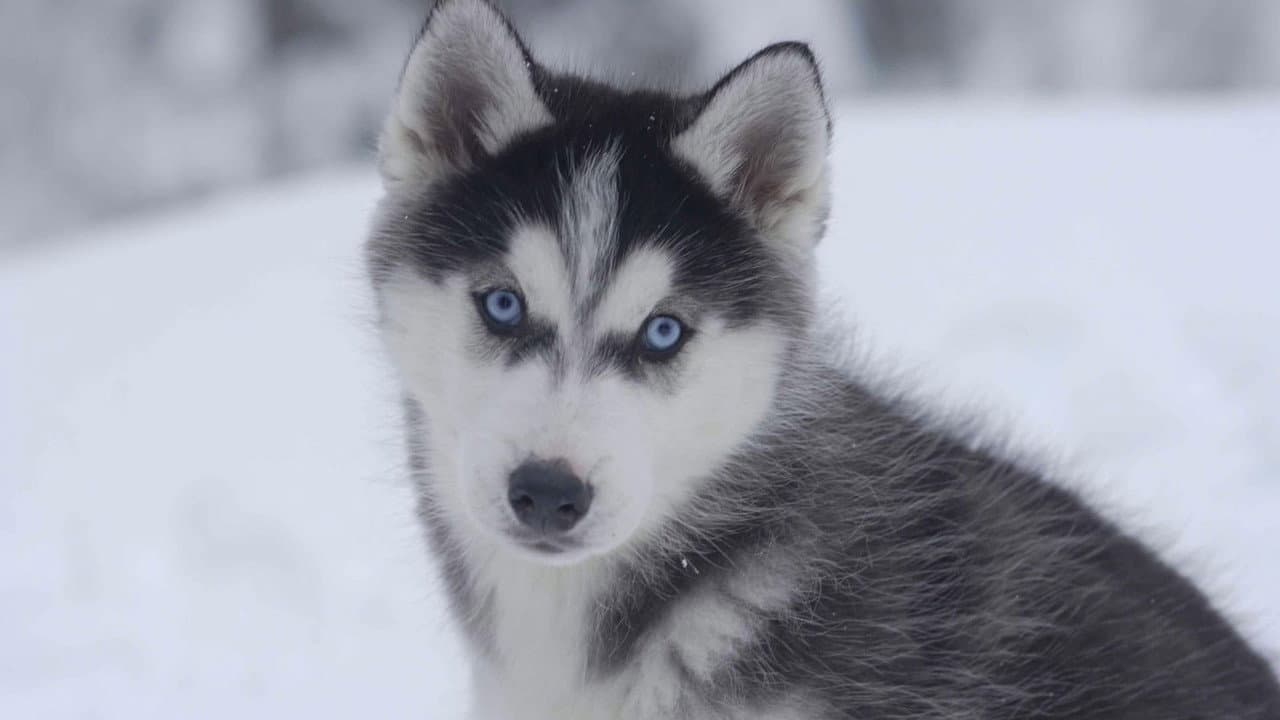 Les Copains des neiges