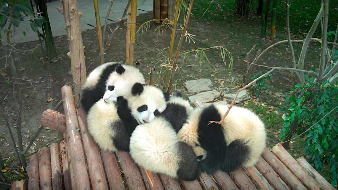 Pandas - Capture 2