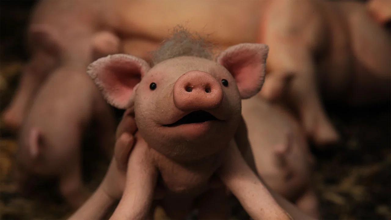 Chonchon, le plus mignon des cochons