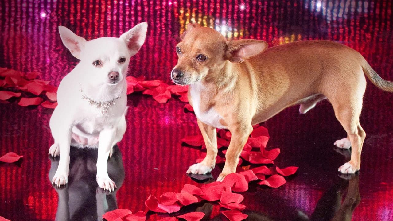 Le Chihuahua de Beverly Hills 2