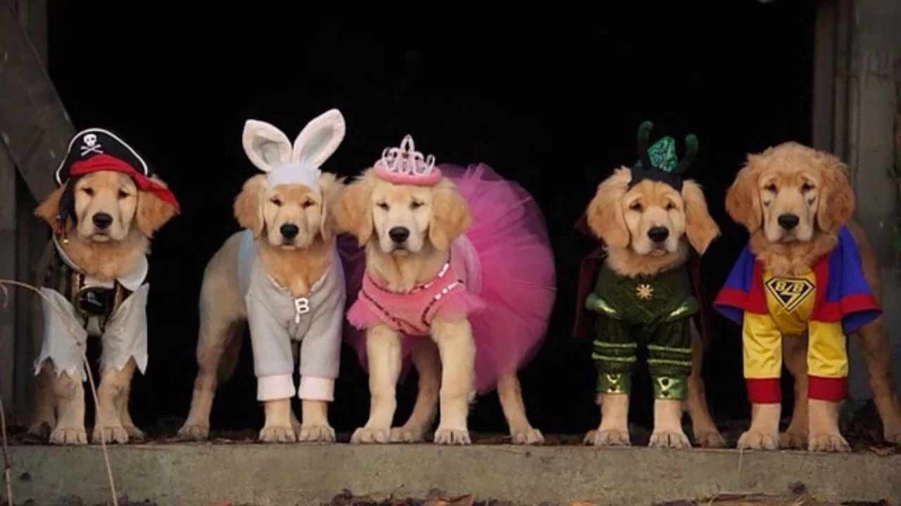Les Copains et la légende du chien maudit
