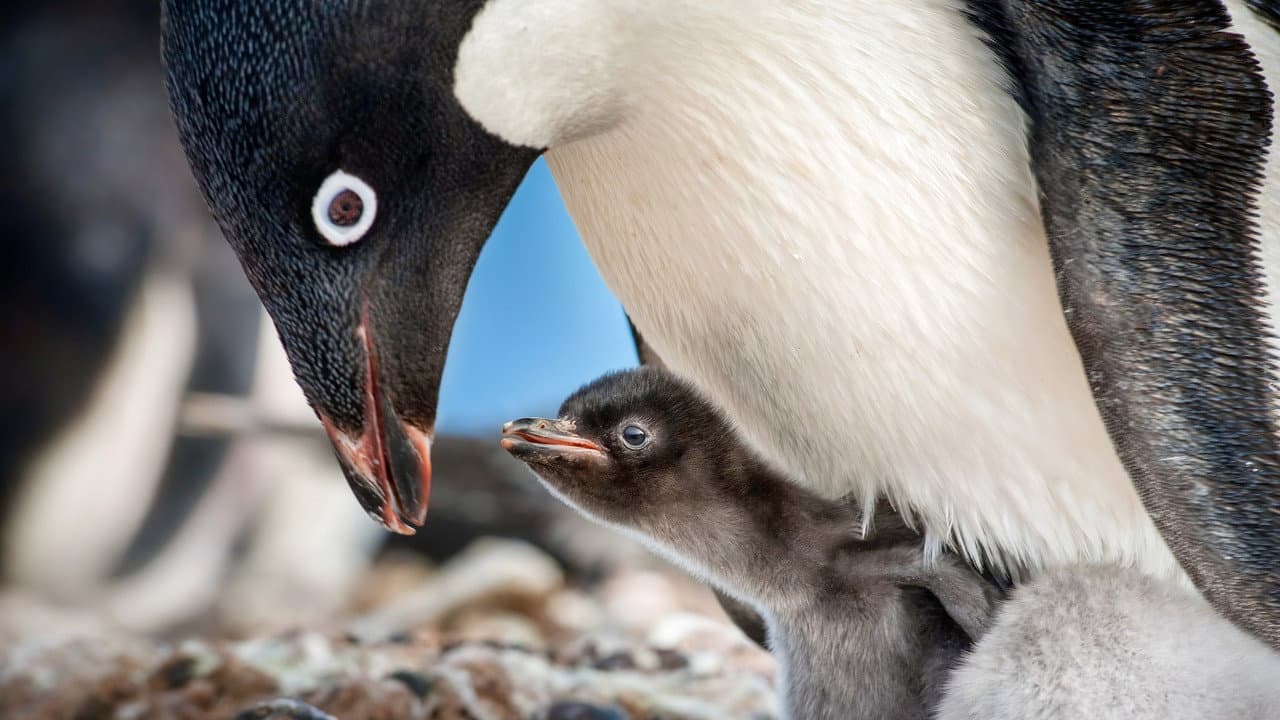 Pingouins
