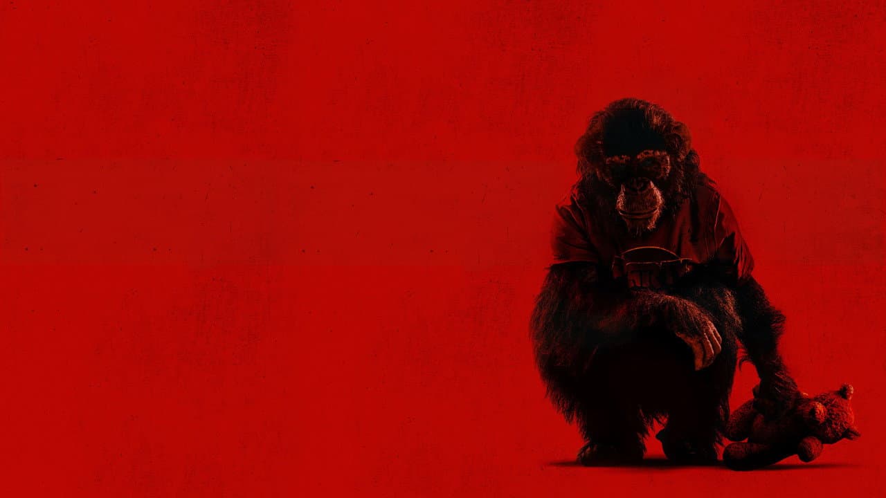 Primate