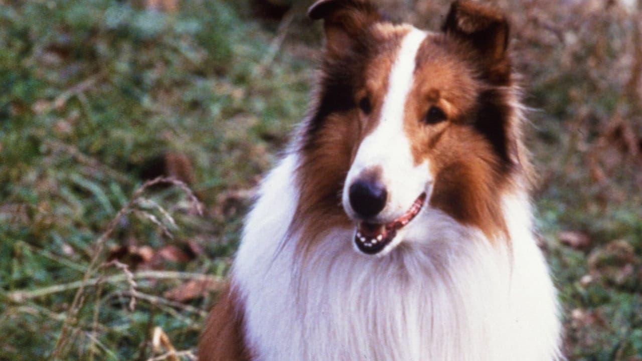 Lassie : Des amis pour la vie