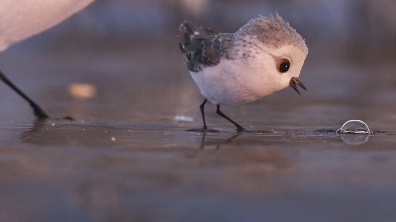 Piper