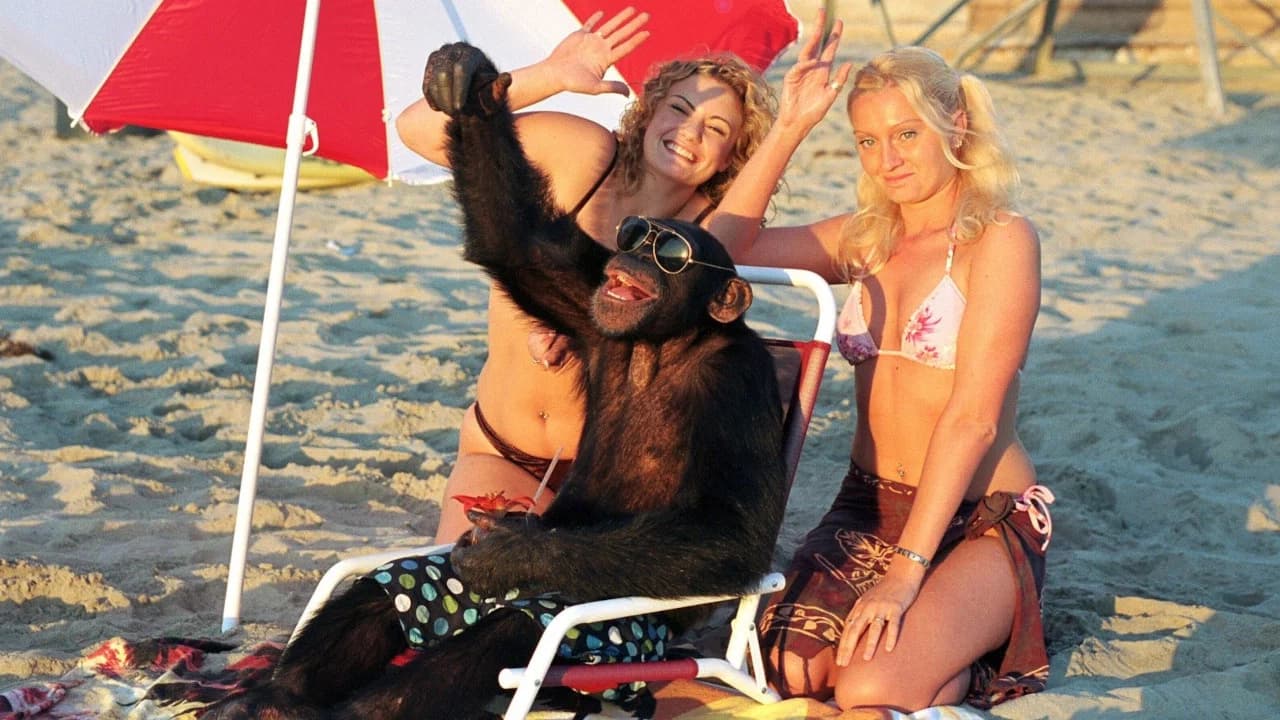 Le singe funky