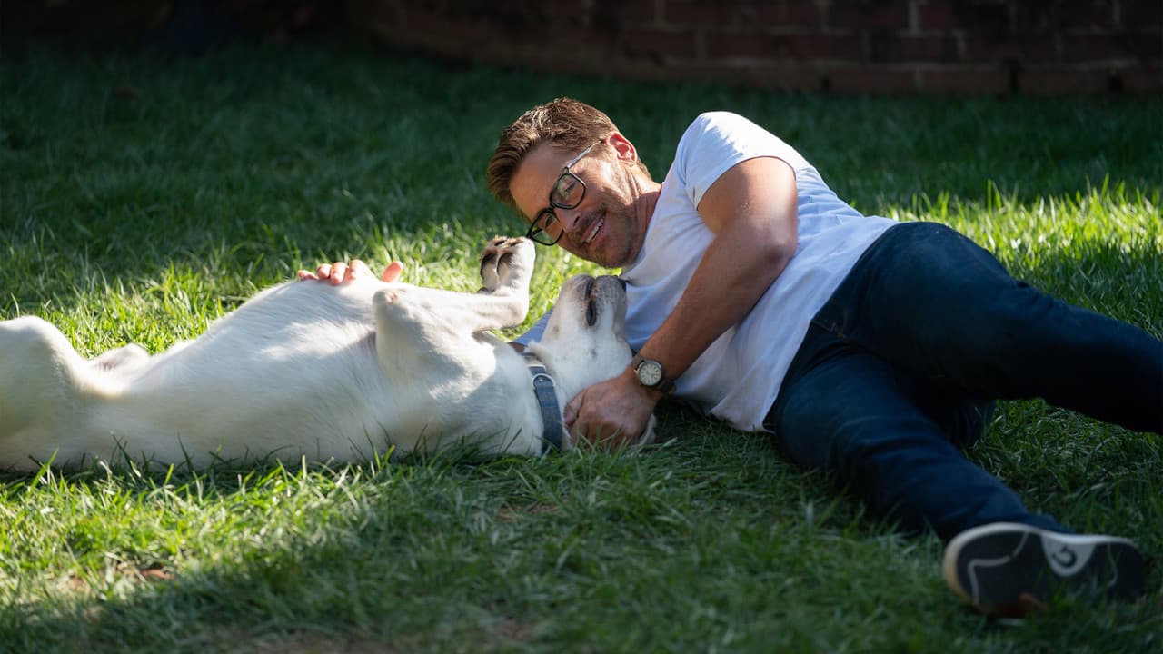 Chien perdu