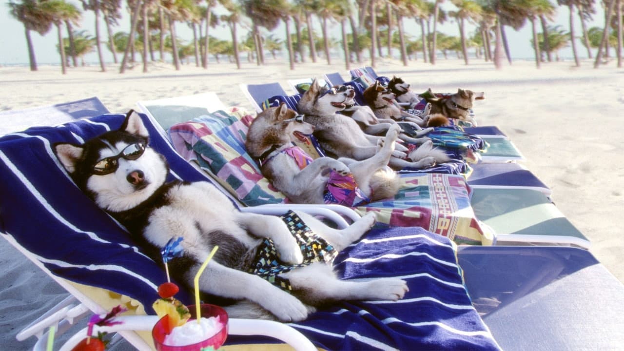 Chiens des neiges