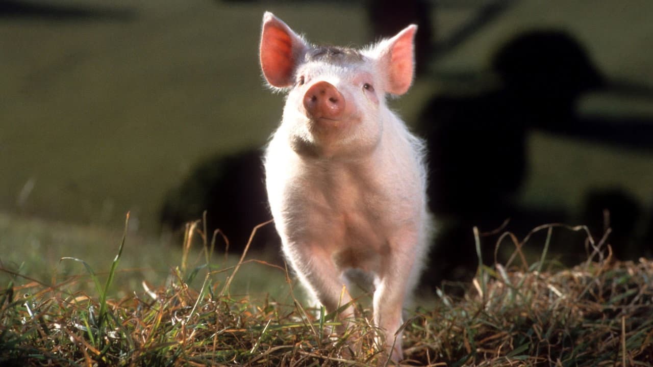 Babe, le cochon devenu berger