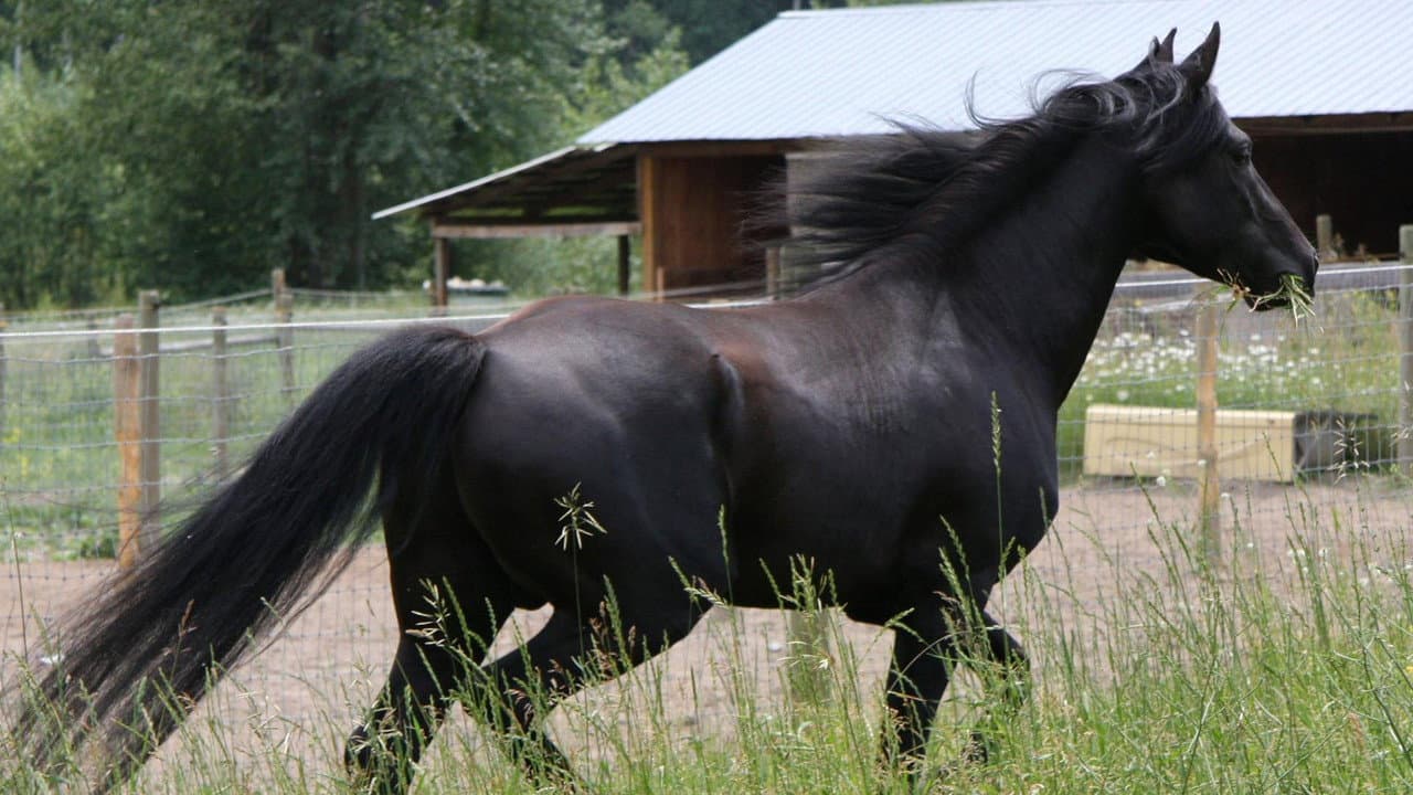 Prince noir