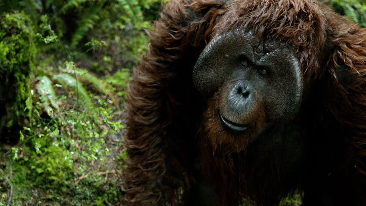 La Planète des singes : L'Affrontement