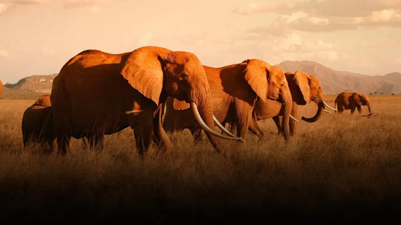 The Elephant Mother