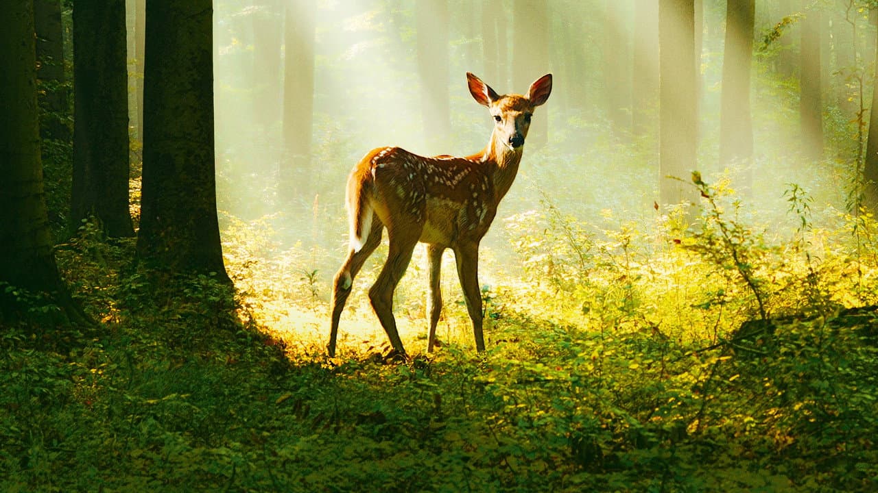 Bambi, l'histoire d'une vie dans les bois