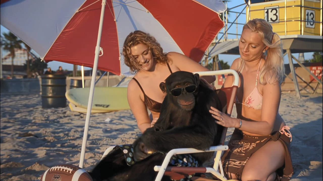Le singe funky