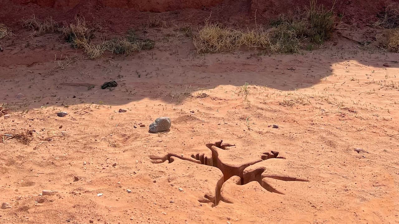 Coyote vs ACME