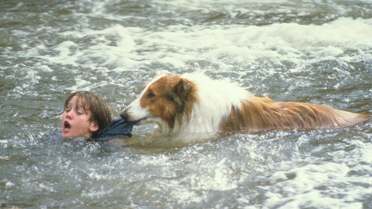 Lassie : Des amis pour la vie